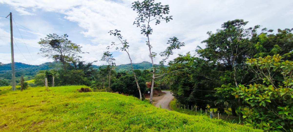 video image